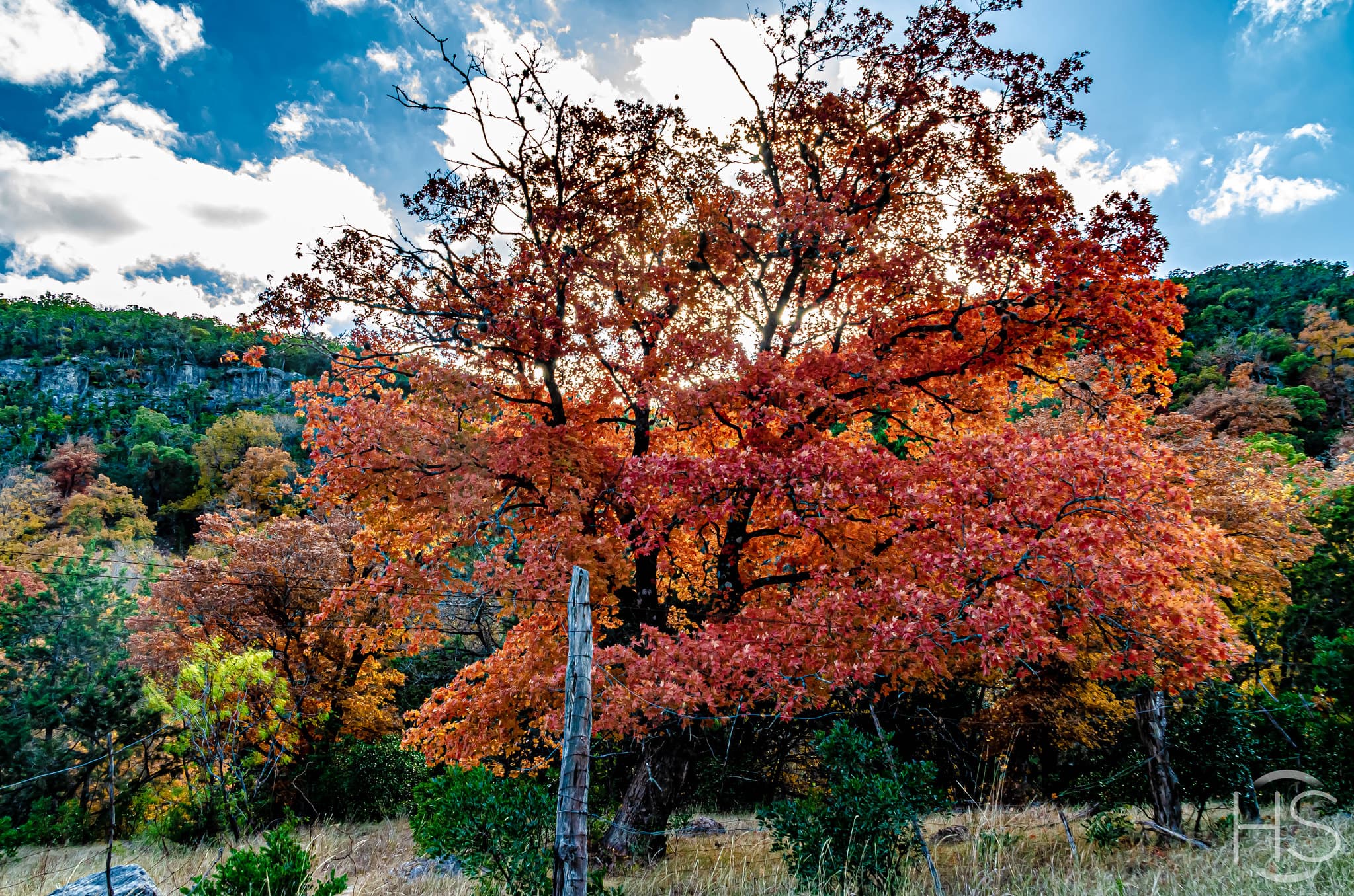 Lost Maples: Red