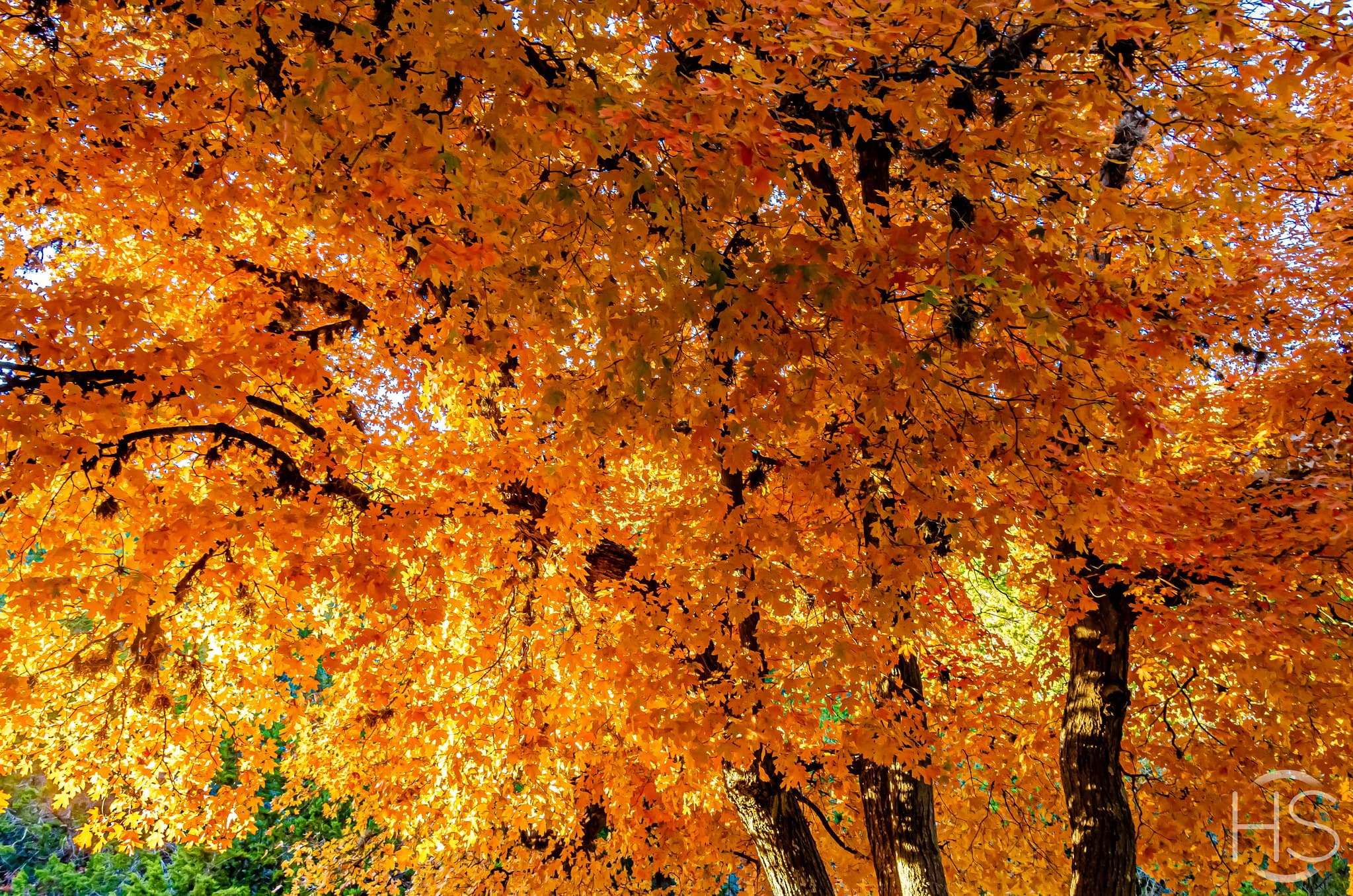 Lost Maples: Orange