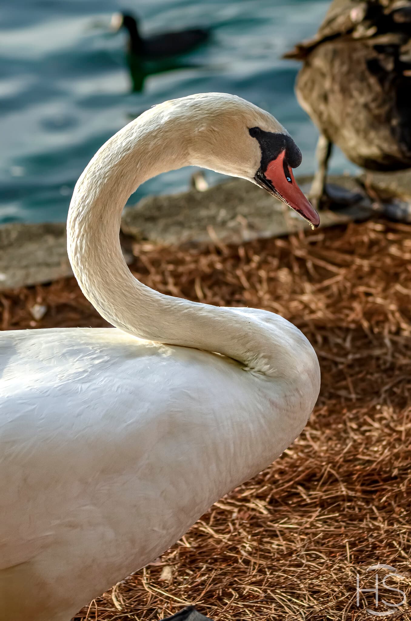 Lake Eola Swan